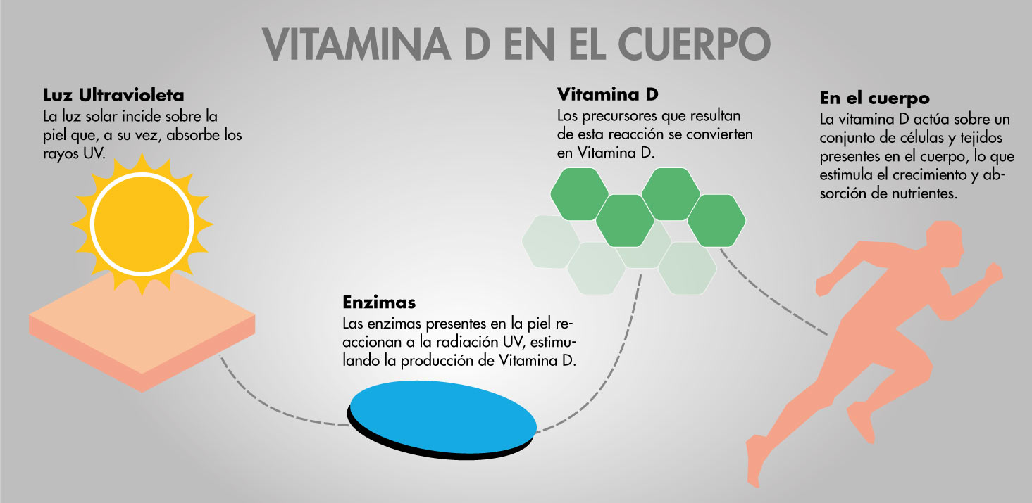 Vitamina D en el cuerpo humano